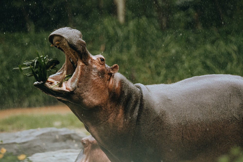 Niesamowite Ciekawostki o Hipopotamach